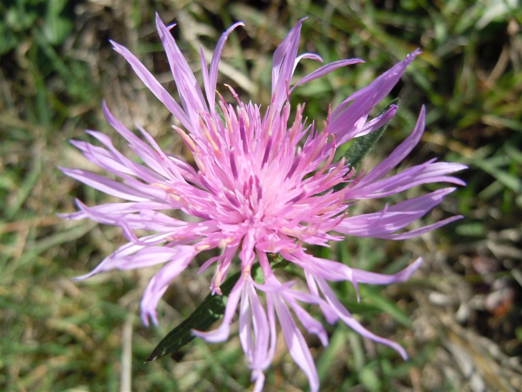 Centaurea nigrescens (Asteraceae)